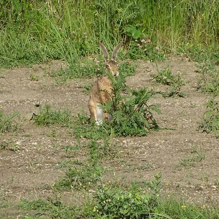 Lejlighed Feriendomizil Am Stoermthaler See, Lagovida, Leipziger Neuseenland, Grosspoesna, Privatstrand Grosspoesna