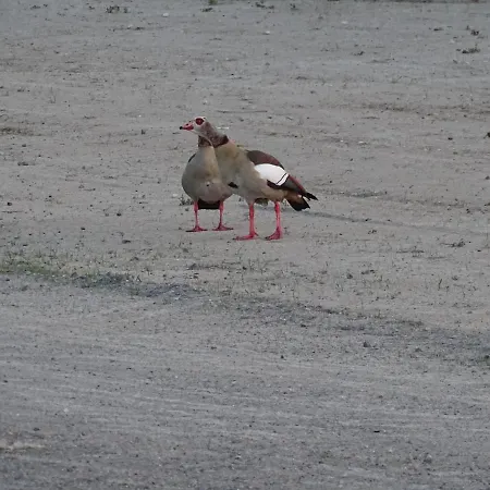 Feriendomizil Am Stoermthaler See, Lagovida, Leipziger Neuseenland, Grosspoesna, Privatstrand Grosspoesna