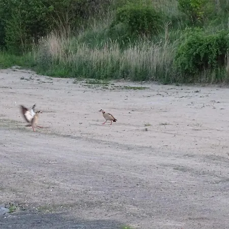 Lejlighed Feriendomizil Am Stoermthaler See, Lagovida, Leipziger Neuseenland, Grosspoesna, Privatstrand *