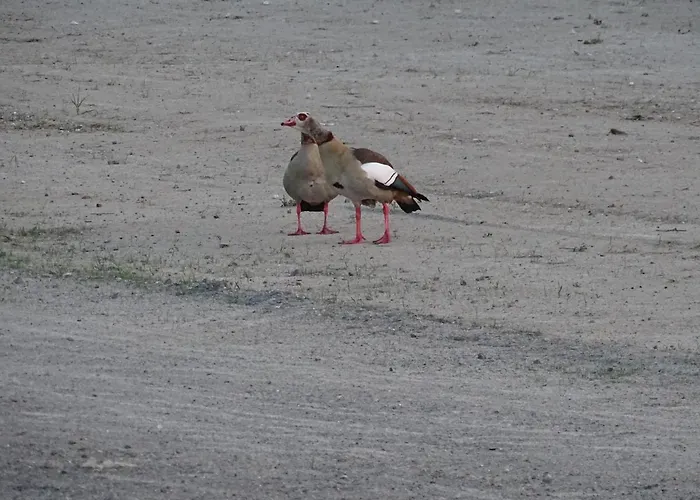 Feriendomizil Am Stoermthaler See, Lagovida, Leipziger Neuseenland, Grosspoesna, Privatstrand Grosspoesna